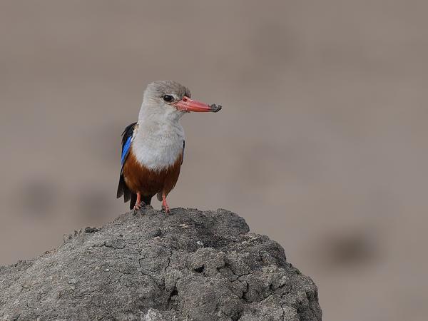 <h3><a href="/trips/tanzania/biota/animalia/chordata/aves/037 coraciiformes/003 alcedinidae/halcyon leucocephala/halcyon leucocephala-nl.html">Halcyon&nbsp;leucocephala</a> / Grey‑headed&nbsp;kingfisher / Grijskopijsvogel</h3>OM-1 Mark II met OLYMPUS M.150-400mm F4.5, 1/2000 sec  bij F4.5, ISO 500, afstand 28.0&nbsp;m